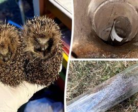 Against All Odds: Brave Firefighters Rescue Tiny Hedgehog Sibling from Drain with Heartwarming Ingenuity