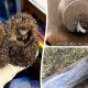 1752014254_Against All Odds Brave Firefighters Rescue Tiny Hedgehog Sibling from 80x80