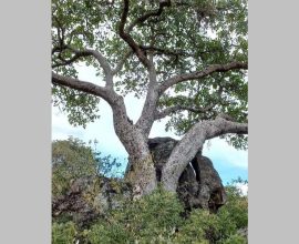 From Green Giants to Stony Guardians: How Remarkable Fig Trees Hold the Key to Lasting Carbon Sequestration