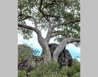 From Green Giants to Stony Guardians: How Remarkable Fig Trees Hold the Key to Lasting Carbon Sequestration