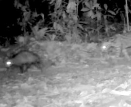 Nature's Odd Couple: Heartwarming Footage Captures Unlikely Bond Between Ocelot and Opossum