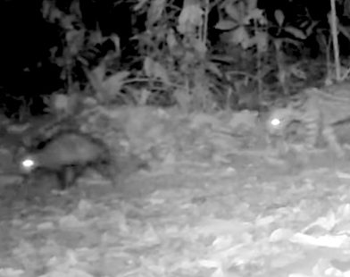 Nature's Odd Couple: Heartwarming Footage Captures Unlikely Bond Between Ocelot and Opossum