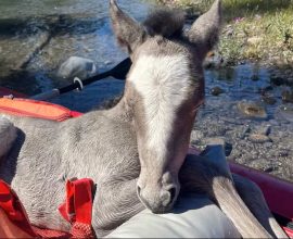 From Peril to Reunion: Canoers Save Drowning Foal on Heartwarming Journey Back to Mama