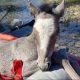 From Peril to Reunion: Canoers Save Drowning Foal on Heartwarming Journey Back to Mama