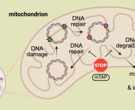 Revolutionary Chemical Shield Offers Hope: Preventing DNA Damage and Shattering Disease Boundaries