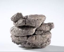 Lost to Time: Denver Museum Uncovers Ancient Fossil Beneath Parking Lot—A Lucky Glimpse into Earth's Past!