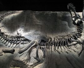 After Half a Century in Hiding: The Unveiling of a T-Rex Relative That Could Change Our Understanding of Dinosaurs Forever