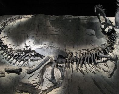 After Half a Century in Hiding: The Unveiling of a T-Rex Relative That Could Change Our Understanding of Dinosaurs Forever