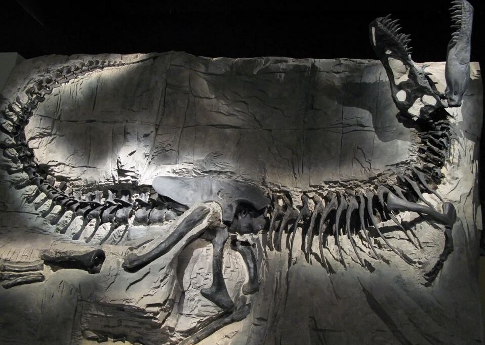After Half a Century in Hiding: The Unveiling of a T-Rex Relative That Could Change Our Understanding of Dinosaurs Forever