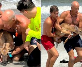 Against the Tide: Florida Lifeguards Become Heroes, Rescuing Stranded Deer from the Ocean's Embrace