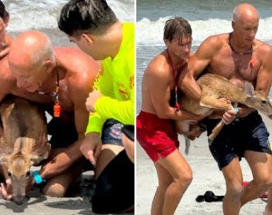 Against the Tide: Florida Lifeguards Become Heroes, Rescuing Stranded Deer from the Ocean's Embrace
