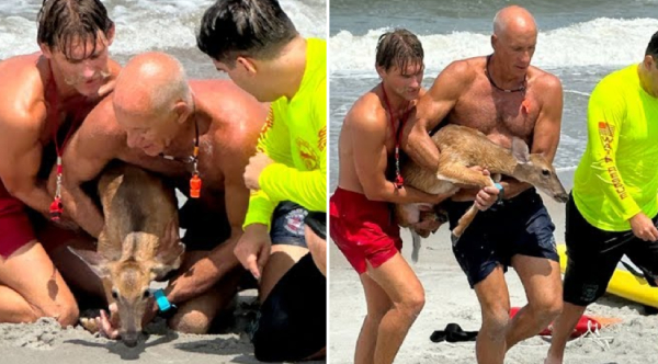 Against the Tide: Florida Lifeguards Become Heroes, Rescuing Stranded Deer from the Ocean's Embrace