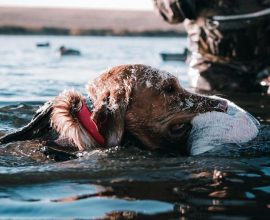 At Last, a Breath of Fresh Air: UK's Long-Awaited Lead Ammunition Ban to Protect Our Feathered Friends
