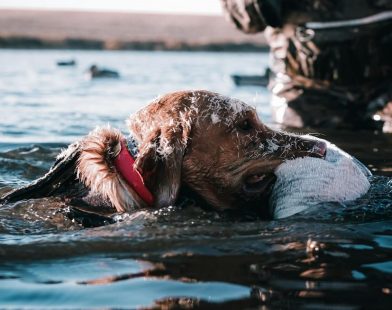 At Last, a Breath of Fresh Air: UK's Long-Awaited Lead Ammunition Ban to Protect Our Feathered Friends