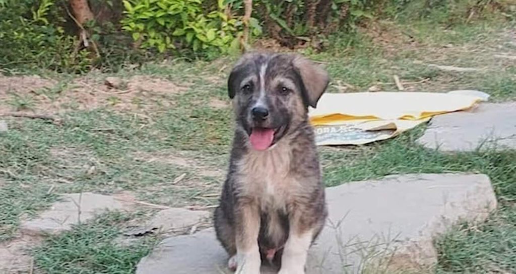 Brave Canine 'Rocky' Becomes Village Guardian, Sounding the Alarm that Saved Dozens from Disaster