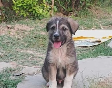 Brave Canine 'Rocky' Becomes Village Guardian, Sounding the Alarm that Saved Dozens from Disaster