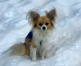 Bravery in Small Packages: How a Tiny Chihuahua Became a Hero in a Swiss Glacier Rescue