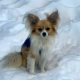 Bravery in Small Packages: How a Tiny Chihuahua Became a Hero in a Swiss Glacier Rescue