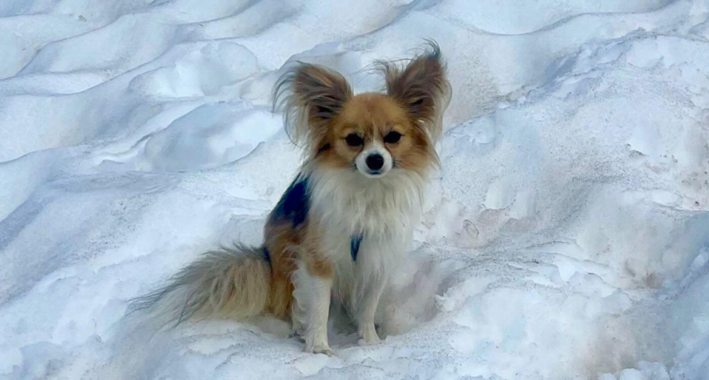 Chihuahua helping rescue owner from crevasse