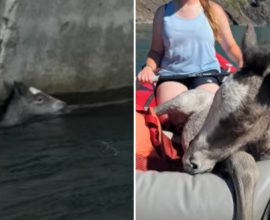 Bravery on the Water: Teen Kayakers Unite to Save a Baby Horse from the Raging River’s Grasp