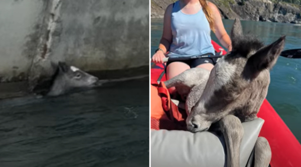 Bravery on the Water: Teen Kayakers Unite to Save a Baby Horse from the Raging River’s Grasp