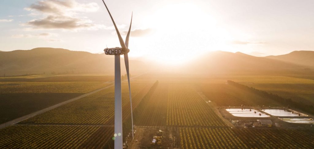 Coastal Breezes: Nurturing Perfect Grapes and Sustainable Wins in Harmony