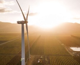 Coastal Breezes: Nurturing Perfect Grapes and Sustainable Wins in Harmony