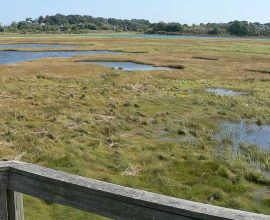 Discover the Hidden Gem of the East Coast: A Salt Marsh Sanctuary Where 250+ Bird Species Sing Their Stories