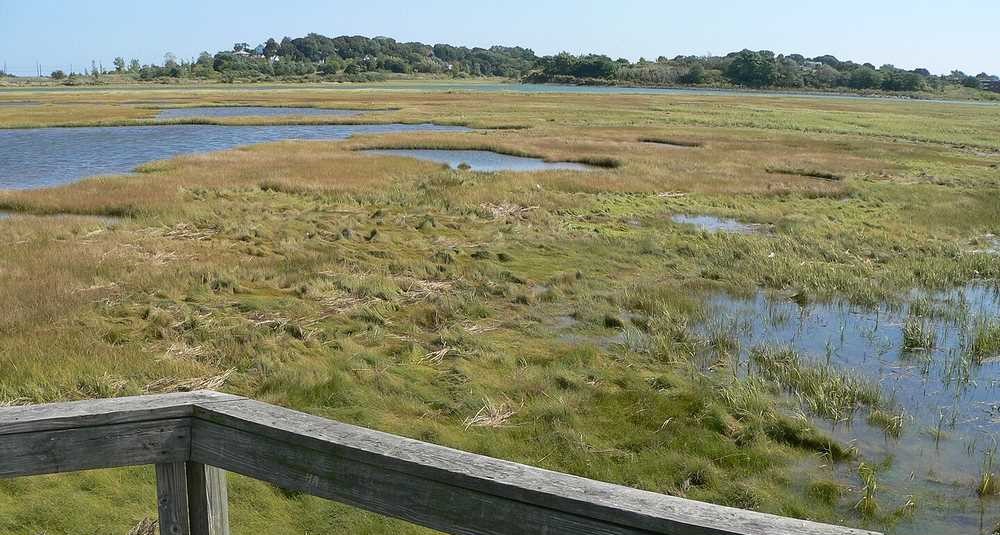 Discover the Hidden Gem of the East Coast: A Salt Marsh Sanctuary Where 250+ Bird Species Sing Their Stories