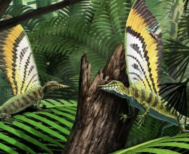Discovery of a Triassic Giant: A Stunning Crest Reveals New Secrets That Could Rewrite the Story of Feather Evolution