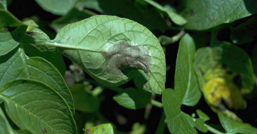 Empowering Farmers: A Revolutionary Potato Blight App to Combat an $1 Billion Threat