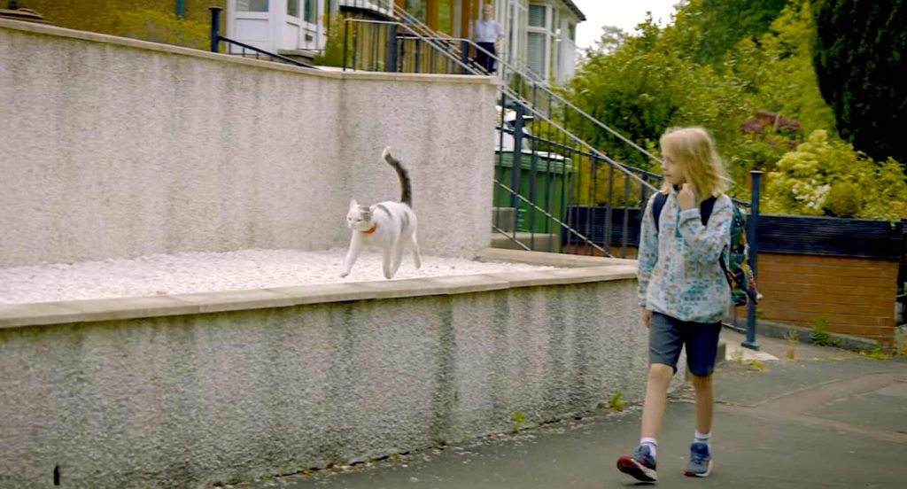 Feline Friendship: How a Loyal Cat Walks a Boy to School and Unites a Scottish Community – Vote for Our Everyday Hero at the UK National Cat Awards!