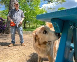 Four-Legged Heroes: How Canine Detectives Are Battling the Spotted Lanternfly to Protect Our Crops