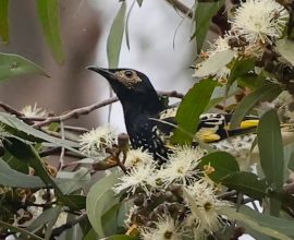 From Despair to Hope: A Mass Blossoming Fosters Survival for Australia's Endangered Honeyeater Birds After Flood Devastation