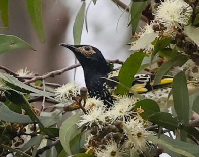 From Despair to Hope: A Mass Blossoming Fosters Survival for Australia's Endangered Honeyeater Birds After Flood Devastation