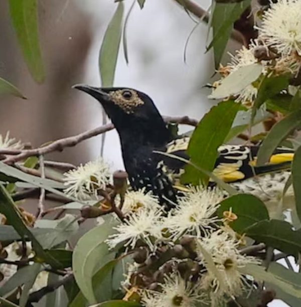 From Despair to Hope: A Mass Blossoming Fosters Survival for Australia's Endangered Honeyeater Birds After Flood Devastation