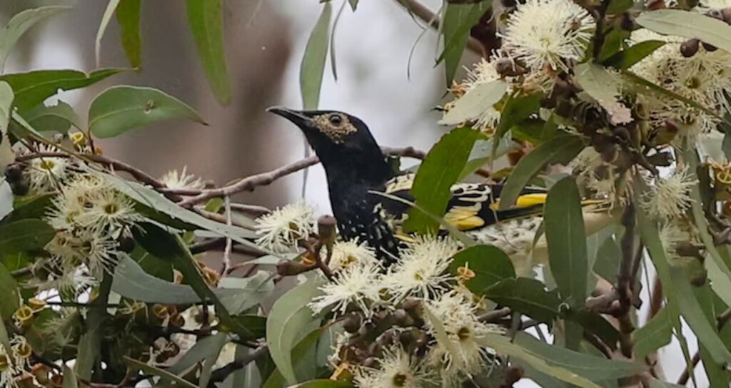 Honeyeater Bird in spotted gum blossom tree