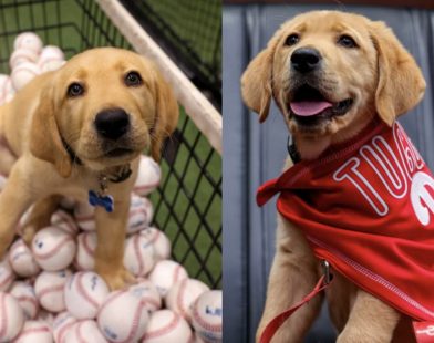 From Diamond to Duty: Philadelphia Phillies’ Adorable New Service Dog Set to Transform a Veteran’s Life