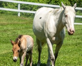 From Rejection to Redemption: A Wild Foal Finds a Mother's Love in an Unexpected Bond