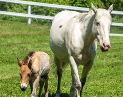 From Rejection to Redemption: A Wild Foal Finds a Mother's Love in an Unexpected Bond