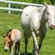 From Rejection to Redemption: A Wild Foal Finds a Mother's Love in an Unexpected Bond