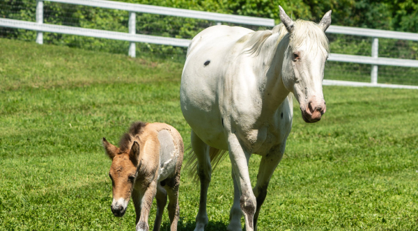 From Rejection to Redemption: A Wild Foal Finds a Mother's Love in an Unexpected Bond
