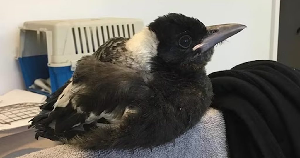 From Rescue to Redemption: The Extraordinary Bond between Woman and Magpie That Defied All Odds