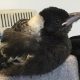 From Rescue to Redemption: The Extraordinary Bond between Woman and Magpie That Defied All Odds
