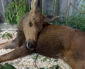 From Shadows to Sunshine: The Inspiring Journey of a Blind Baby Moose Captures Canada's Heart