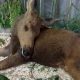 From Shadows to Sunshine: The Inspiring Journey of a Blind Baby Moose Captures Canada's Heart