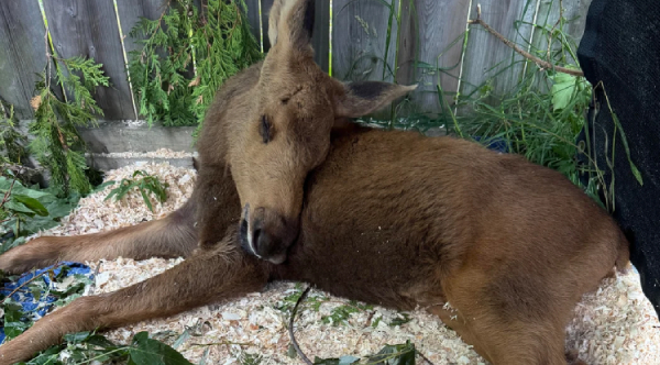 From Shadows to Sunshine: The Inspiring Journey of a Blind Baby Moose Captures Canada's Heart