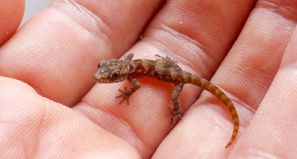 From the Brink of Extinction: The Remarkable Rebirth of a Tiny Gecko in the Galápagos