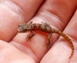 From the Brink of Extinction: The Remarkable Rebirth of a Tiny Gecko in the Galápagos