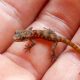From the Brink of Extinction: The Remarkable Rebirth of a Tiny Gecko in the Galápagos